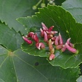Hörnchengallmilbe (Aceria macrorhyncha)